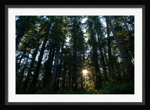 Framed Redwood trees in a forest, Del Norte Coast Redwoods State Park, Del Norte County, California, USA Print