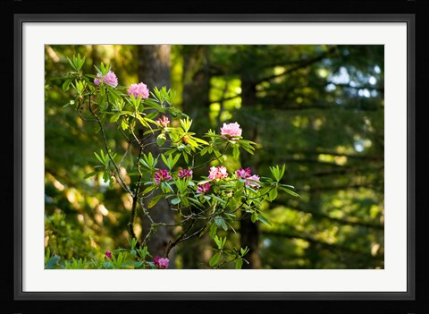 Framed Rhododendron flowers in a forest, Del Norte Coast Redwoods State Park, Del Norte County, California, USA Print