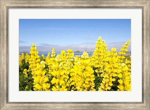 Framed Yellow lupines in a field, Del Norte County, California, USA Print