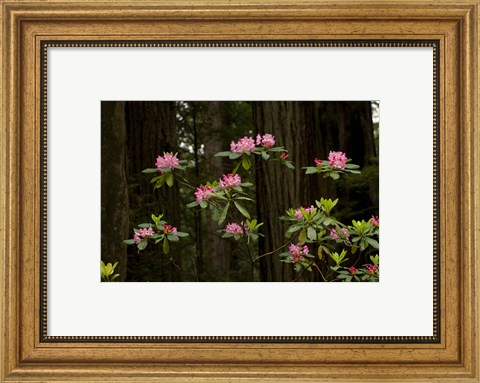 Framed Rhododendron Flowers and Redwood Trees in a Forest, Del Norte Coast Redwoods State Park, Del Norte County, California, USA Print