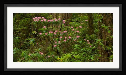 Framed Del Norte Coast Redwoods State Park, Del Norte County, California Print
