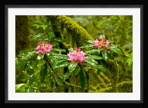 Framed Rhododendron flowers in a forest, Jedediah Smith Redwoods State Park, Crescent City, Del Norte County, California, USA Print