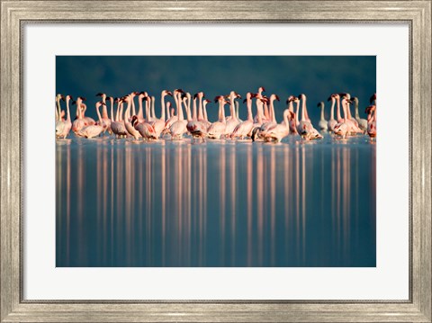 Framed Flamingo Reflections in a lake, Lake Nakuru, Lake Nakuru National Park, Kenya Print