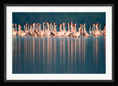 Framed Flamingo Reflections in a lake, Lake Nakuru, Lake Nakuru National Park, Kenya Print