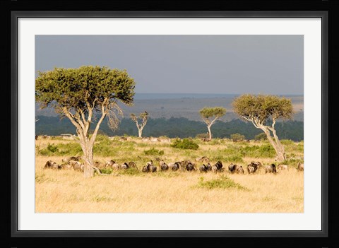 Framed Masai Mara National Reserve, Kenya Print
