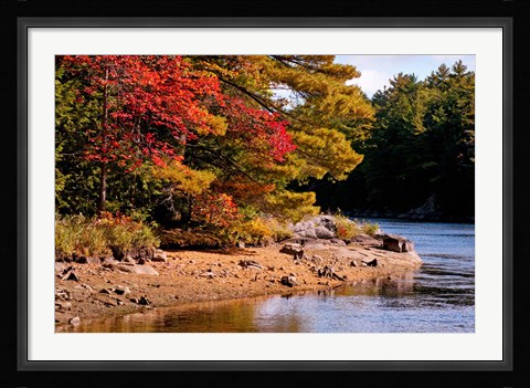 Framed Autumn Trees, Musquash River, Muskoka, Ontario, Canada Print