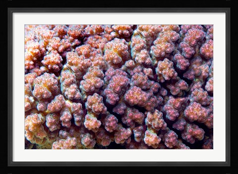 Framed Underwater plant life, coral, Indian Ocean, Kenya Print