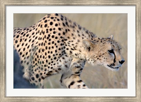 Framed Cheetah on the Prowl, Ngorongoro Conservation Area, Arusha Region, Tanzania Print