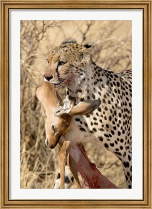 Framed Cheetahs (Acinonyx jubatus) and Prey, Samburu National Park, Rift Valley Province, Kenya Print