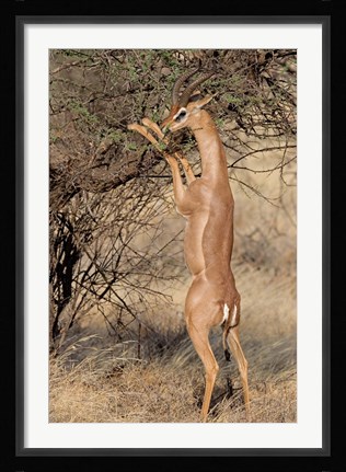 Framed Male gerenuk (Litocranius waller) eating leaves, Samburu National Park, Rift Valley Province, Kenya Print