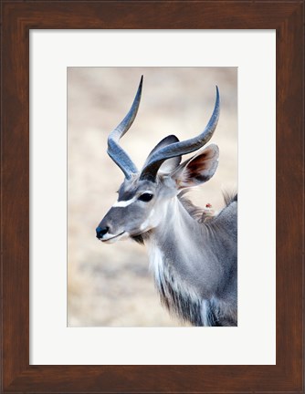 Framed Greater Kudu (Tragelaphus strepsiceros) in a forest, Samburu National Park, Rift Valley Province, Kenya Print