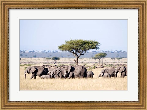 Framed African Elephants in Masai Mara National Reserve, Kenya Print