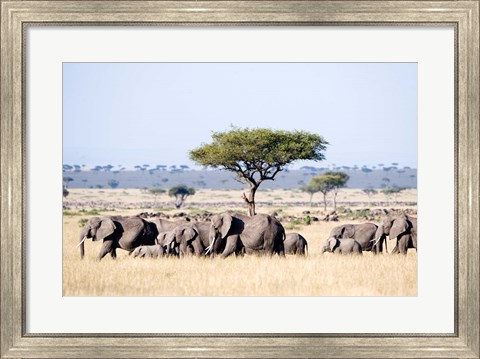 Framed African Elephants in Masai Mara National Reserve, Kenya Print