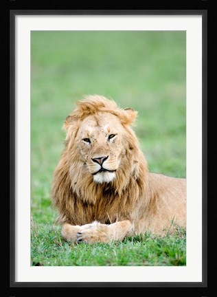 Framed Lion (Panthera leo) lying in grass, Masai Mara National Reserve, Kenya Print