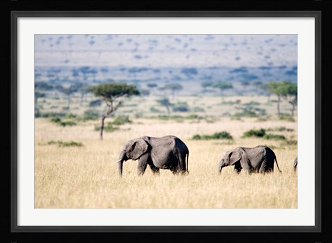 Framed African elephants (Loxodonta africana) walking in plains, Masai Mara National Reserve, Kenya Print