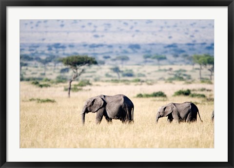 Framed African elephants (Loxodonta africana) walking in plains, Masai Mara National Reserve, Kenya Print