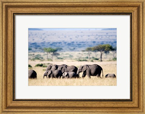 Framed Herd of African elephants (Loxodonta africana) in plains, Masai Mara National Reserve, Kenya Print
