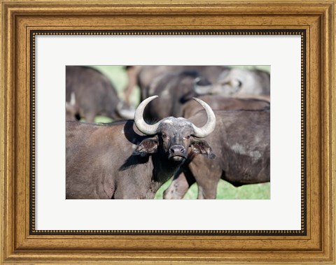 Framed Cape buffaloes (Syncerus caffer) in a field, Lake Nakuru National Park, Kenya Print