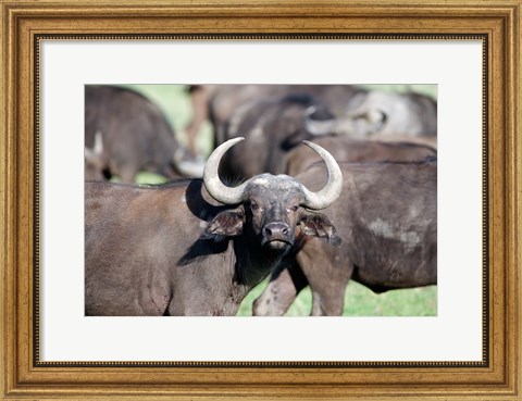 Framed Cape buffaloes (Syncerus caffer) in a field, Lake Nakuru National Park, Kenya Print