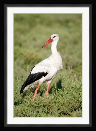 Framed White stork (Ciconia ciconia) in a field, Ngorongoro Crater, Ngorongoro, Tanzania Print
