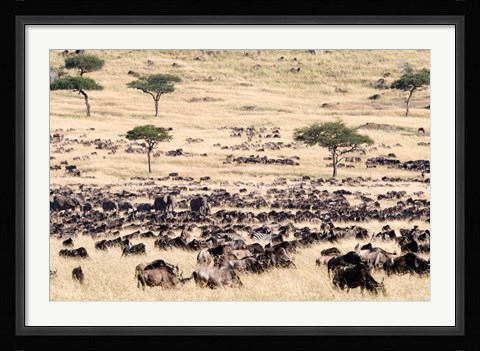 Framed Great migration of wildebeests, Masai Mara National Reserve, Kenya Print
