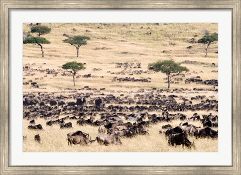 Framed Great migration of wildebeests, Masai Mara National Reserve, Kenya Print