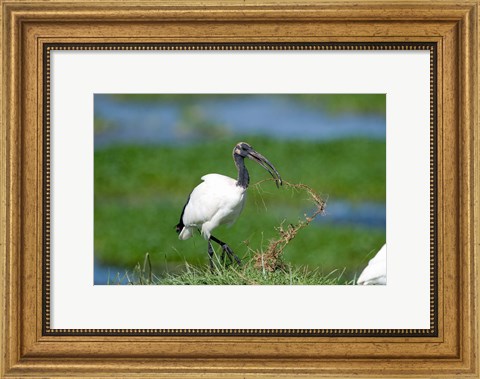 Framed Sacred ibis (Threskiornis aethiopicus) in a field, Ngorongoro Crater, Ngorongoro, Tanzania Print