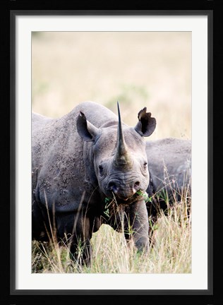 Framed Black rhinoceros (Diceros bicornis) standing in a field, Masai Mara National Reserve, Kenya Print