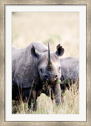 Framed Black rhinoceros (Diceros bicornis) standing in a field, Masai Mara National Reserve, Kenya Print