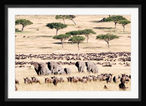 Framed Wildebeests with African elephants (Loxodonta africana) in a field, Masai Mara National Reserve, Kenya Print