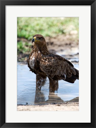 Framed Tawny Eagle, Ndutu, Ngorongoro, Tanzania Print
