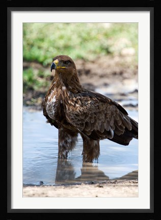 Framed Tawny Eagle, Ndutu, Ngorongoro, Tanzania Print