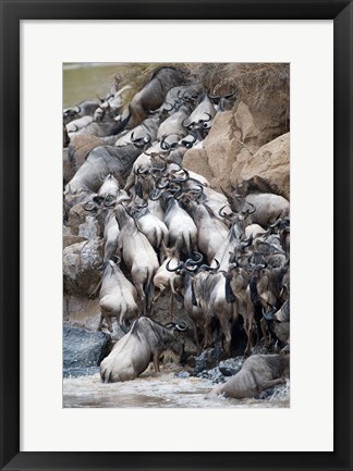 Framed Herd of wildebeests crossing a river, Mara River, Masai Mara National Reserve, Kenya Print