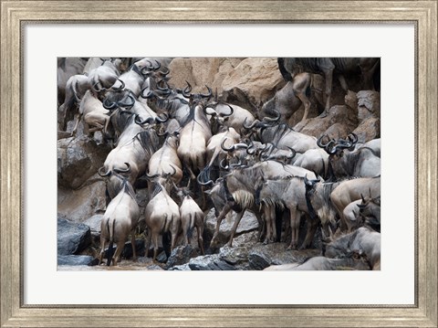 Framed Wildebeests, Masai Mara National Reserve, Kenya Print