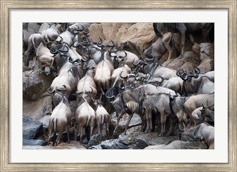 Framed Wildebeests, Masai Mara National Reserve, Kenya Print