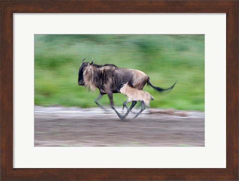 Framed Newborn wildebeest calf running with its mother, Ndutu, Ngorongoro, Tanzania Print