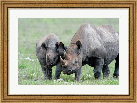 Framed Black rhinoceros (Diceros bicornis) in a field, Ngorongoro Crater, Ngorongoro, Tanzania Print