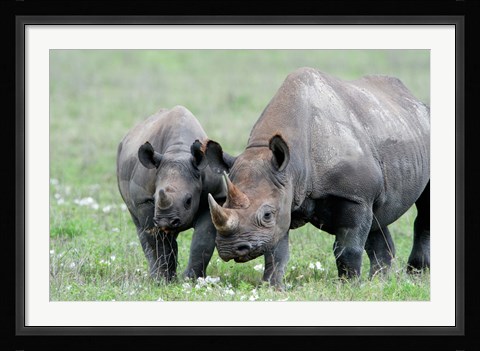 Framed Black rhinoceros (Diceros bicornis) in a field, Ngorongoro Crater, Ngorongoro, Tanzania Print