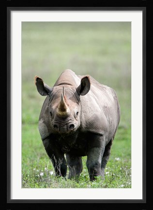 Framed Black rhinoceros (Diceros bicornis) standing in a field, Ngorongoro Crater, Ngorongoro, Tanzania Print