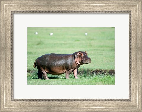 Framed Hippopotamus (Hippopotamus amphibius) in a field, Ngorongoro Crater, Ngorongoro, Tanzania Print
