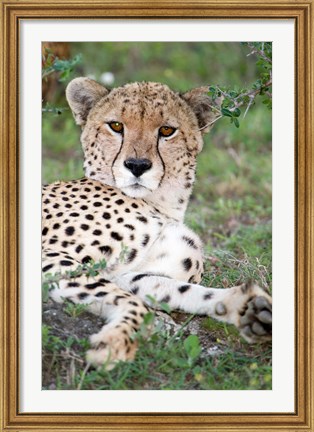 Framed Head of a Cheetah, Ndutu, Ngorongoro, Tanzania Print