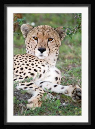 Framed Head of a Cheetah, Ndutu, Ngorongoro, Tanzania Print