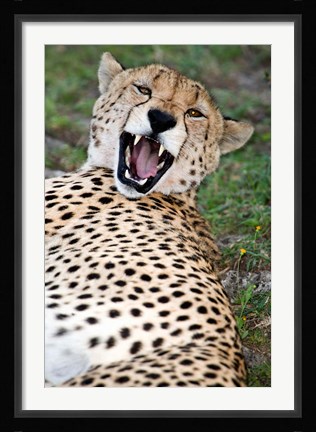Framed Snarling Cheetah, Ndutu, Ngorongoro, Tanzania Print