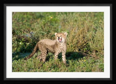 Framed Cheetah cub (Acinonyx jubatus) yawning in a forest, Ndutu, Ngorongoro, Tanzania Print