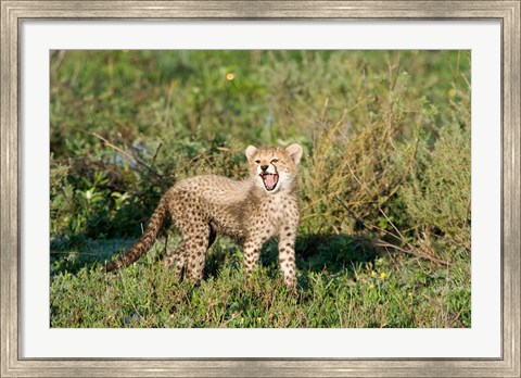 Framed Cheetah cub (Acinonyx jubatus) yawning in a forest, Ndutu, Ngorongoro, Tanzania Print