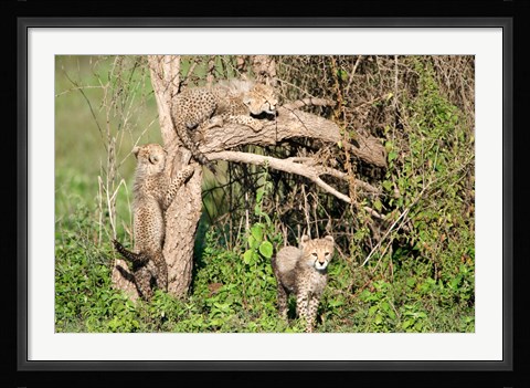 Framed Cheetah Cubs Climbing a Tree, Ndutu, Ngorongoro, Tanzania Print