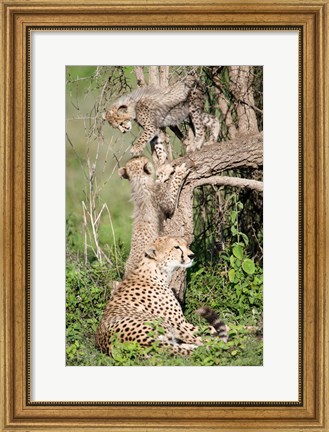 Framed Cheetah cubs (Acinonyx jubatus) with their mother in a forest, Ndutu, Ngorongoro, Tanzania Print