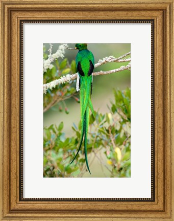 Framed Close-up of a Resplendent Quetzal (Pharomachrus mocinno) perching on a branch, Savegre, Costa Rica Print