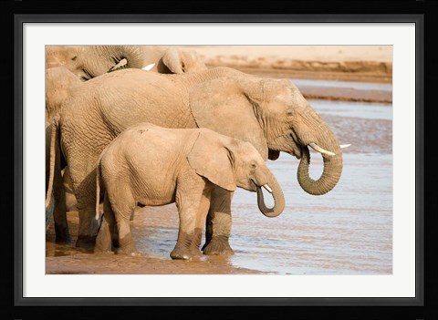 Framed African elephants (Loxodonta africana) drinking water, Samburu National Park, Rift Valley Province, Kenya Print