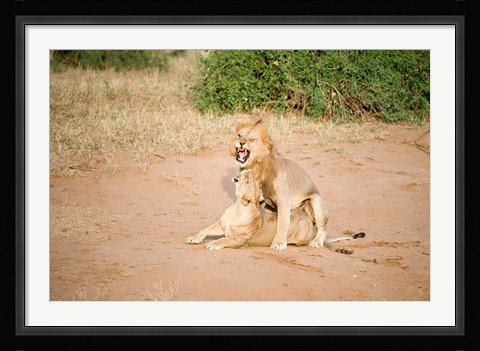 Framed Lion pair (Panthera leo) mating in a field, Samburu National Park, Rift Valley Province, Kenya Print